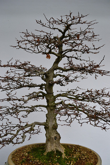 DSC_0194